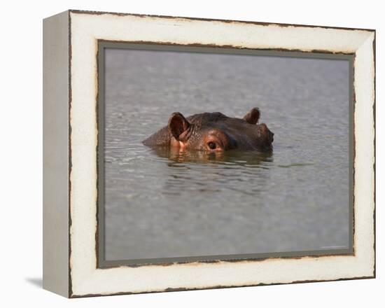 Hippo in Kruger National Park, Mpumalanga, South Africa-Ann & Steve Toon-Framed Premier Image Canvas