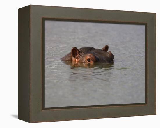 Hippo in Kruger National Park, Mpumalanga, South Africa-Ann & Steve Toon-Framed Premier Image Canvas