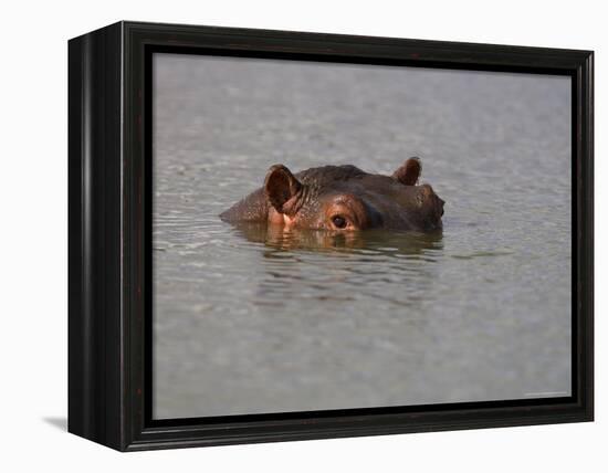 Hippo in Kruger National Park, Mpumalanga, South Africa-Ann & Steve Toon-Framed Premier Image Canvas