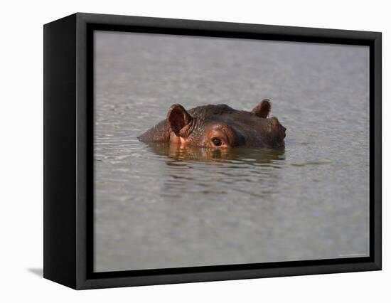 Hippo in Kruger National Park, Mpumalanga, South Africa-Ann & Steve Toon-Framed Premier Image Canvas