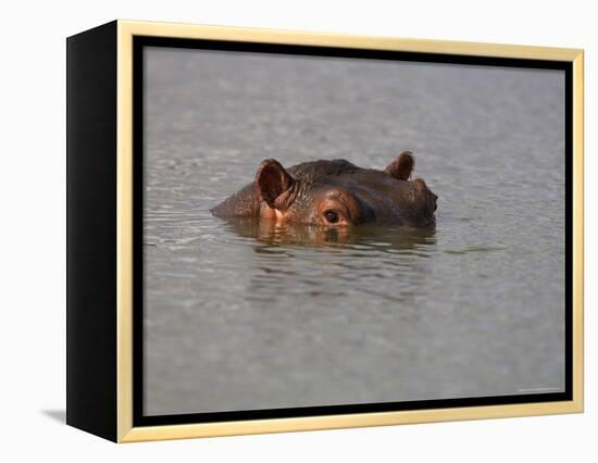 Hippo in Kruger National Park, Mpumalanga, South Africa-Ann & Steve Toon-Framed Premier Image Canvas