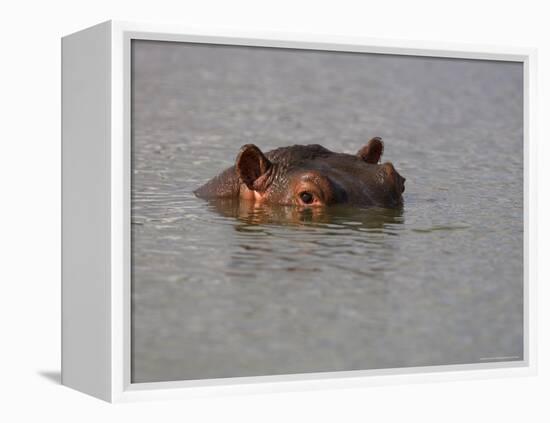 Hippo in Kruger National Park, Mpumalanga, South Africa-Ann & Steve Toon-Framed Premier Image Canvas