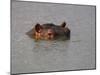 Hippo in Kruger National Park, Mpumalanga, South Africa-Ann & Steve Toon-Mounted Photographic Print