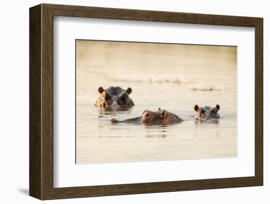 Hippo in Motlhabatsi River, Marataba, Marakele National Park-Ben Pipe-Framed Photographic Print