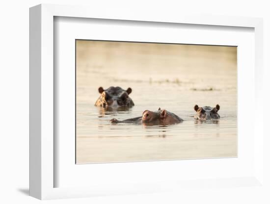 Hippo in Motlhabatsi River, Marataba, Marakele National Park-Ben Pipe-Framed Photographic Print
