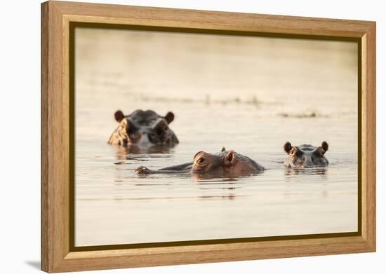 Hippo in Motlhabatsi River, Marataba, Marakele National Park-Ben Pipe-Framed Premier Image Canvas