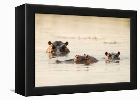 Hippo in Motlhabatsi River, Marataba, Marakele National Park-Ben Pipe-Framed Premier Image Canvas