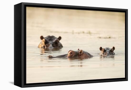 Hippo in Motlhabatsi River, Marataba, Marakele National Park-Ben Pipe-Framed Premier Image Canvas