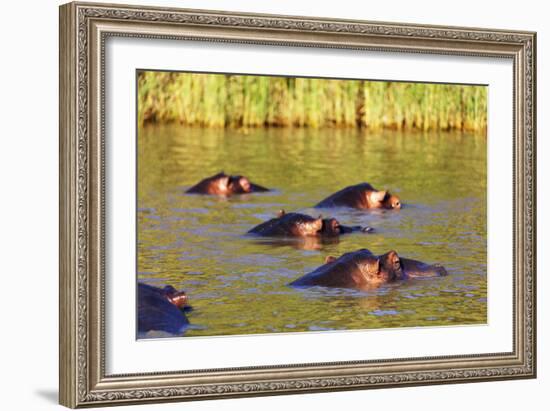 Hippo, Isimangaliso Greater St. Lucia Wetland Park, UNESCO World Heritage Site, South Africa-Christian Kober-Framed Photographic Print