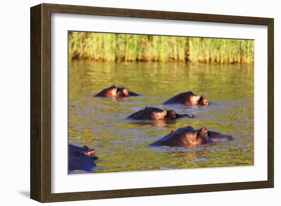 Hippo, Isimangaliso Greater St. Lucia Wetland Park, UNESCO World Heritage Site, South Africa-Christian Kober-Framed Photographic Print