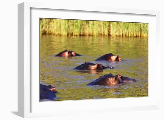 Hippo, Isimangaliso Greater St. Lucia Wetland Park, UNESCO World Heritage Site, South Africa-Christian Kober-Framed Photographic Print