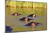 Hippo, Isimangaliso Greater St. Lucia Wetland Park, UNESCO World Heritage Site, South Africa-Christian Kober-Mounted Photographic Print