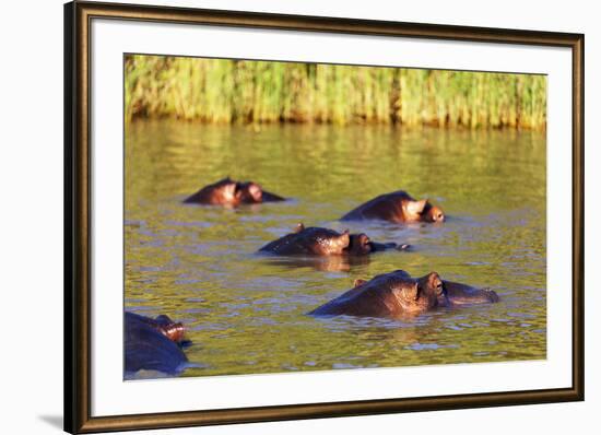 Hippo, Isimangaliso Greater St. Lucia Wetland Park, UNESCO World Heritage Site, South Africa-Christian Kober-Framed Photographic Print