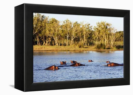 Hippo, Isimangaliso Greater St. Lucia Wetland Park, UNESCO World Heritage Site, South Africa-Christian Kober-Framed Premier Image Canvas