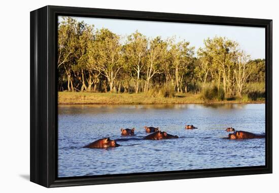 Hippo, Isimangaliso Greater St. Lucia Wetland Park, UNESCO World Heritage Site, South Africa-Christian Kober-Framed Premier Image Canvas