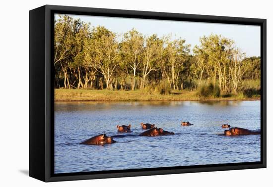 Hippo, Isimangaliso Greater St. Lucia Wetland Park, UNESCO World Heritage Site, South Africa-Christian Kober-Framed Premier Image Canvas