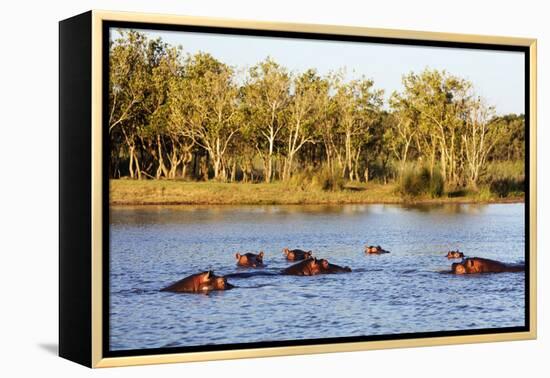 Hippo, Isimangaliso Greater St. Lucia Wetland Park, UNESCO World Heritage Site, South Africa-Christian Kober-Framed Premier Image Canvas