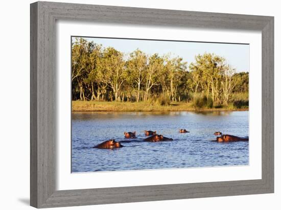 Hippo, Isimangaliso Greater St. Lucia Wetland Park, UNESCO World Heritage Site, South Africa-Christian Kober-Framed Photographic Print