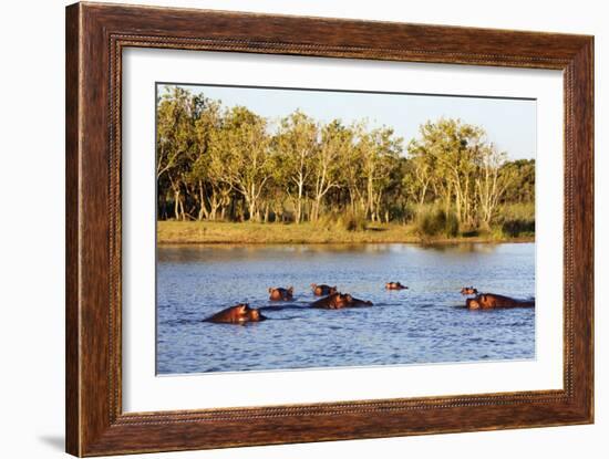 Hippo, Isimangaliso Greater St. Lucia Wetland Park, UNESCO World Heritage Site, South Africa-Christian Kober-Framed Photographic Print