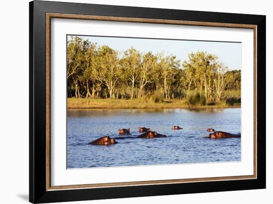 Hippo, Isimangaliso Greater St. Lucia Wetland Park, UNESCO World Heritage Site, South Africa-Christian Kober-Framed Photographic Print