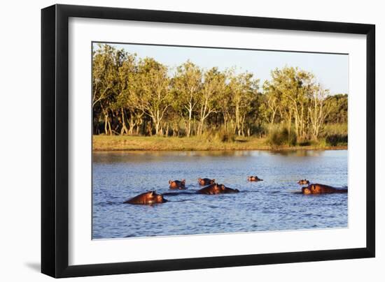 Hippo, Isimangaliso Greater St. Lucia Wetland Park, UNESCO World Heritage Site, South Africa-Christian Kober-Framed Photographic Print