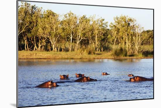 Hippo, Isimangaliso Greater St. Lucia Wetland Park, UNESCO World Heritage Site, South Africa-Christian Kober-Mounted Photographic Print