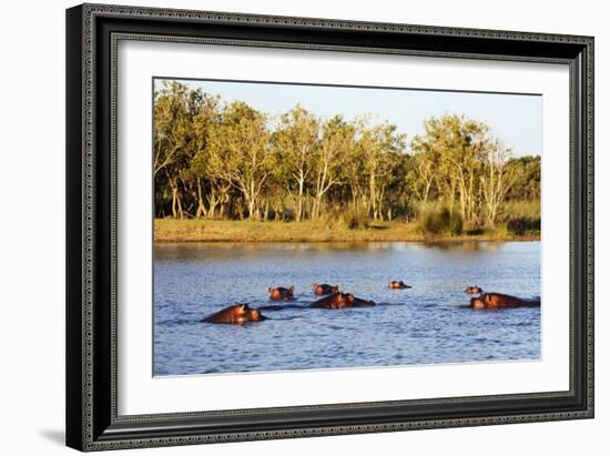 Hippo, Isimangaliso Greater St. Lucia Wetland Park, UNESCO World Heritage Site, South Africa-Christian Kober-Framed Photographic Print