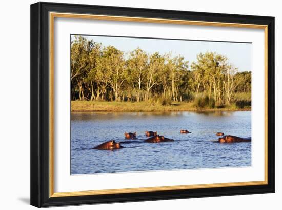 Hippo, Isimangaliso Greater St. Lucia Wetland Park, UNESCO World Heritage Site, South Africa-Christian Kober-Framed Photographic Print