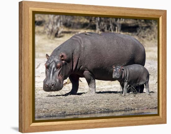 Hippo Mother with Young One-null-Framed Premier Image Canvas