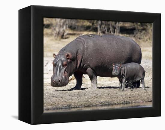 Hippo Mother with Young One-null-Framed Premier Image Canvas