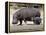 Hippo Mother with Young One-null-Framed Premier Image Canvas