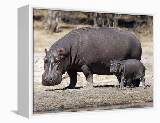 Hippo Mother with Young One-null-Framed Premier Image Canvas