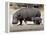 Hippo Mother with Young One-null-Framed Premier Image Canvas