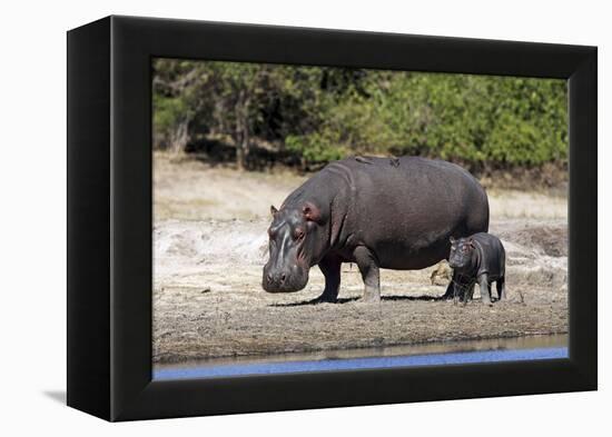 Hippo Mother with Young One-null-Framed Premier Image Canvas