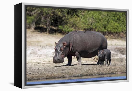 Hippo Mother with Young One-null-Framed Premier Image Canvas