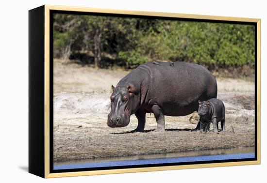 Hippo Mother with Young One-null-Framed Premier Image Canvas