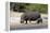 Hippo Mother with Young One-null-Framed Premier Image Canvas