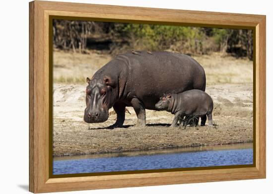 Hippo Mother with Young One-null-Framed Premier Image Canvas