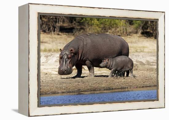 Hippo Mother with Young One-null-Framed Premier Image Canvas