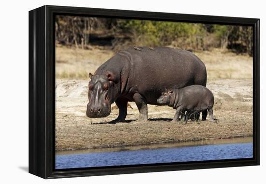Hippo Mother with Young One-null-Framed Premier Image Canvas