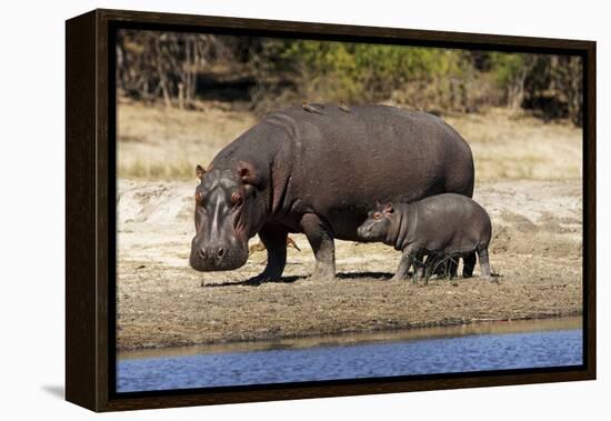 Hippo Mother with Young One-null-Framed Premier Image Canvas