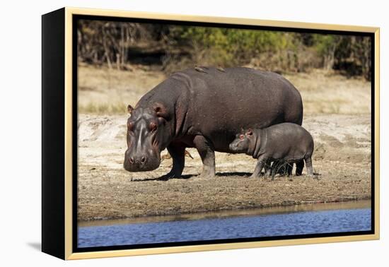 Hippo Mother with Young One-null-Framed Premier Image Canvas
