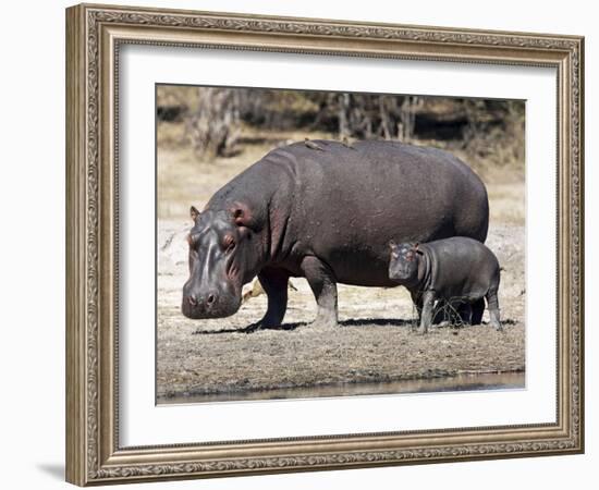 Hippo Mother with Young One-null-Framed Photographic Print