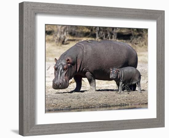 Hippo Mother with Young One--Framed Photographic Print