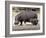 Hippo Mother with Young One-null-Framed Photographic Print