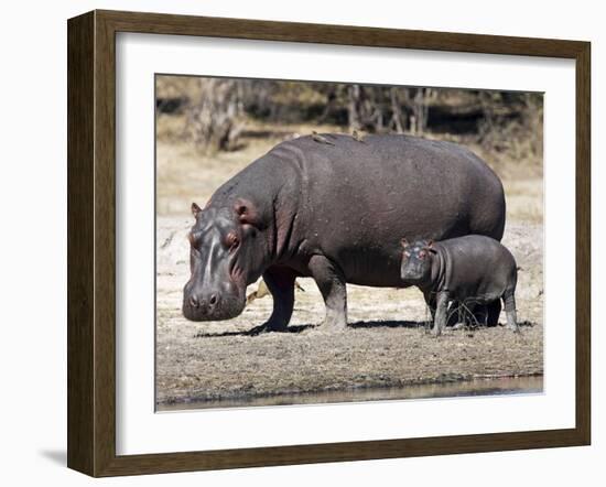 Hippo Mother with Young One-null-Framed Photographic Print