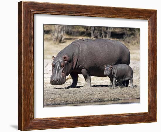 Hippo Mother with Young One-null-Framed Photographic Print