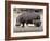 Hippo Mother with Young One-null-Framed Photographic Print