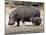 Hippo Mother with Young One-null-Mounted Photographic Print