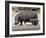 Hippo Mother with Young One-null-Framed Photographic Print